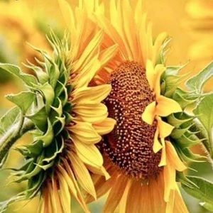 Meet your Posher, Marisa